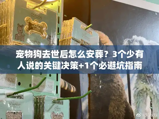 宠物狗去世后怎么安葬？3个少有人说的关键决策+1个必避坑指南