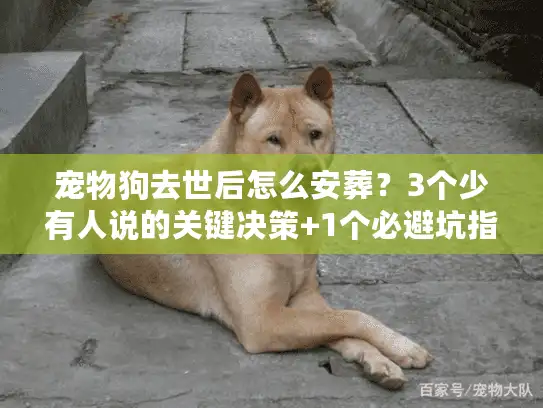 宠物狗去世后怎么安葬？3个少有人说的关键决策+1个必避坑指南