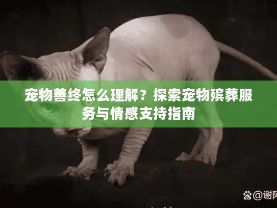 宠物善终怎么理解？探索宠物殡葬服务与情感支持指南