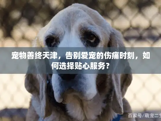 宠物善终天津，告别爱宠的伤痛时刻，如何选择贴心服务？