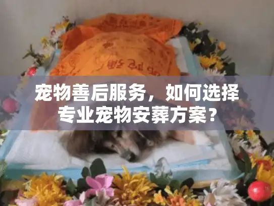 宠物善后服务，如何选择专业宠物安葬方案？
