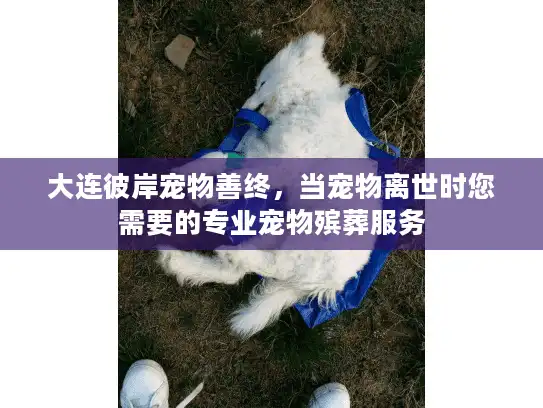 大连彼岸宠物善终，当宠物离世时您需要的专业宠物殡葬服务