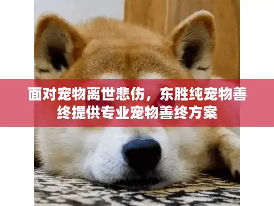 面对宠物离世悲伤，东胜纯宠物善终提供专业宠物善终方案