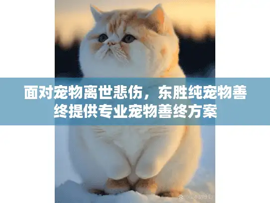 面对宠物离世悲伤，东胜纯宠物善终提供专业宠物善终方案