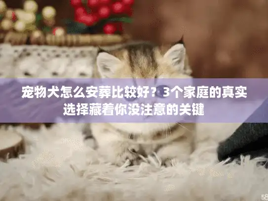 宠物犬怎么安葬比较好？3个家庭的真实选择藏着你没注意的关键