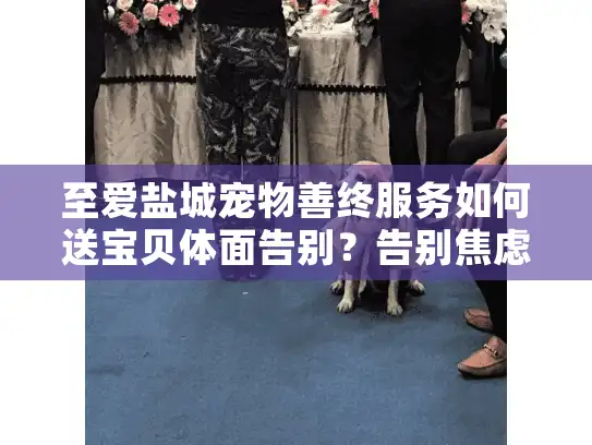 至爱盐城宠物善终服务如何送宝贝体面告别？告别焦虑指南