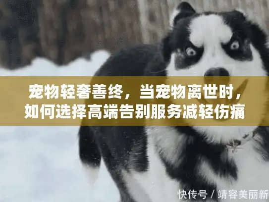 宠物轻奢善终，当宠物离世时，如何选择高端告别服务减轻伤痛？