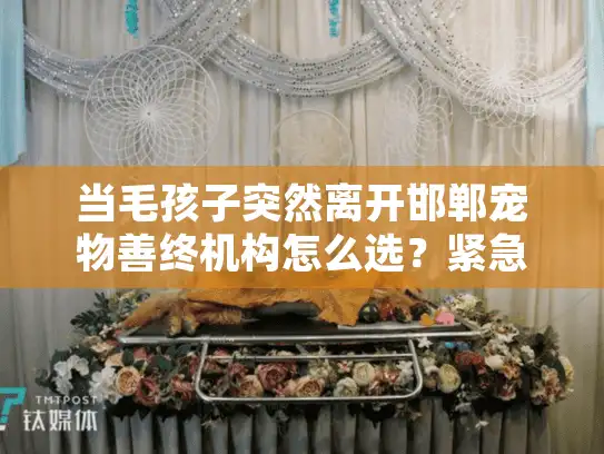 当毛孩子突然离开邯郸宠物善终机构怎么选？紧急处理指南