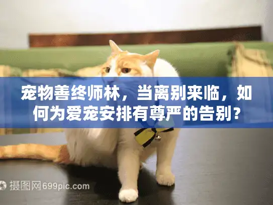 宠物善终师林，当离别来临，如何为爱宠安排有尊严的告别？