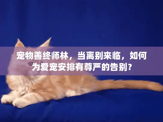 宠物善终师林，当离别来临，如何为爱宠安排有尊严的告别？