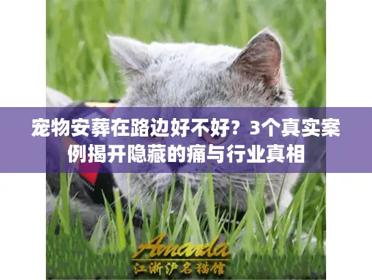 宠物安葬在路边好不好？3个真实案例揭开隐藏的痛与行业真相