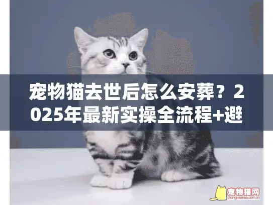 宠物猫去世后怎么安葬？2025年最新实操全流程+避坑细节（附真实案例）