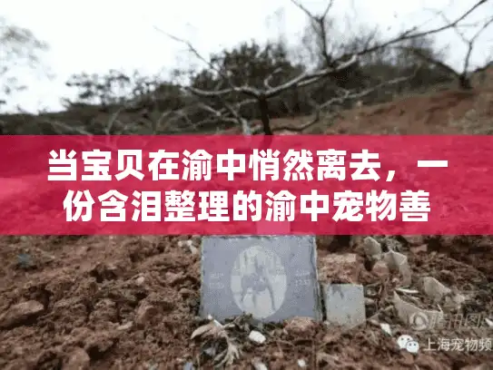 当宝贝在渝中悄然离去，一份含泪整理的渝中宠物善终全程服务指南