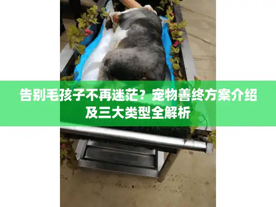 告别毛孩子不再迷茫？宠物善终方案介绍及三大类型全解析