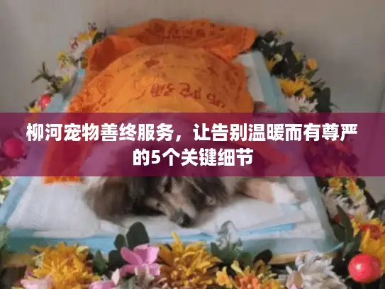 柳河宠物善终服务，让告别温暖而有尊严的5个关键细节