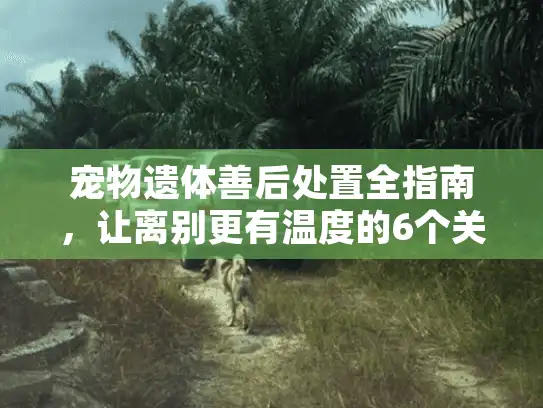 宠物遗体善后处置全指南，让离别更有温度的6个关键选择