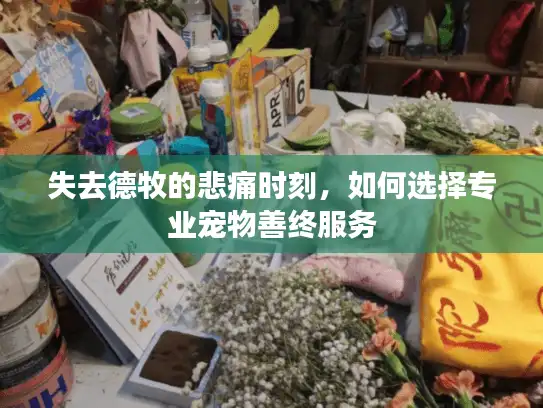 失去德牧的悲痛时刻，如何选择专业宠物善终服务