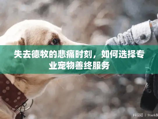 失去德牧的悲痛时刻，如何选择专业宠物善终服务