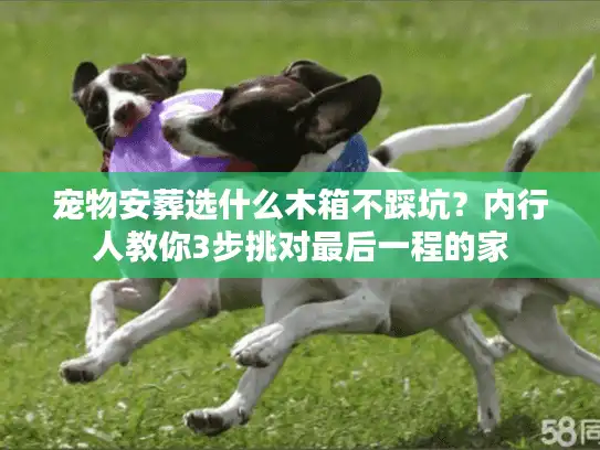 宠物安葬选什么木箱不踩坑？内行人教你3步挑对最后一程的家