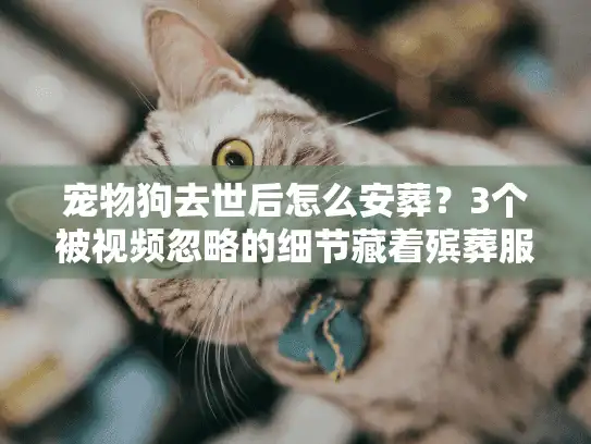 宠物狗去世后怎么安葬？3个被视频忽略的细节藏着殡葬服务的关键门道