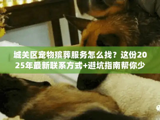 城关区宠物殡葬服务怎么找？这份2025年最新联系方式+避坑指南帮你少走弯路