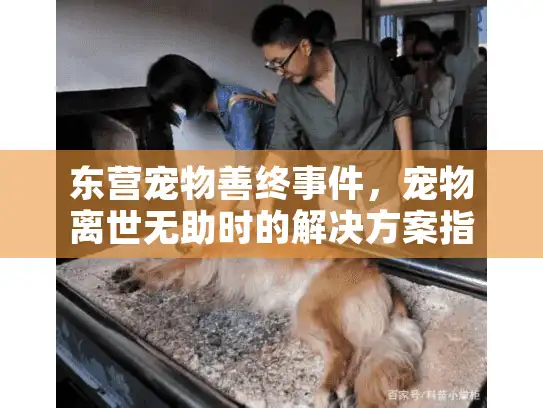 东营宠物善终事件，宠物离世无助时的解决方案指南