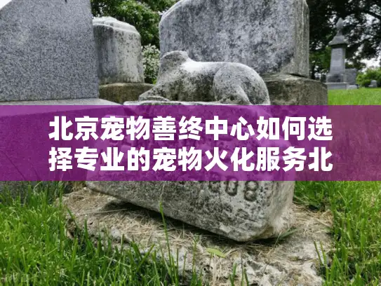 北京宠物善终中心如何选择专业的宠物火化服务北京?