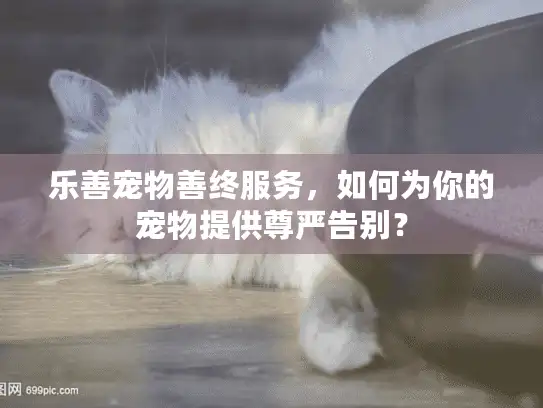 乐善宠物善终服务，如何为你的宠物提供尊严告别？