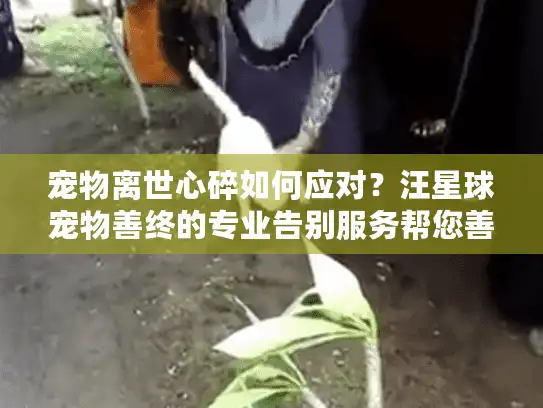 宠物离世心碎如何应对？汪星球宠物善终的专业告别服务帮您善终爱宠