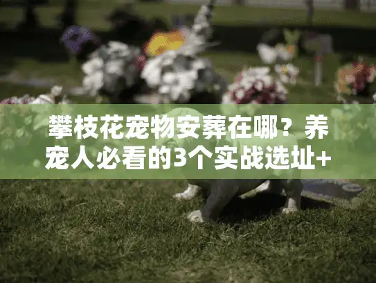 攀枝花宠物安葬在哪？养宠人必看的3个实战选址+避坑指南