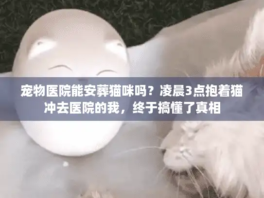 宠物医院能安葬猫咪吗？凌晨3点抱着猫冲去医院的我，终于搞懂了真相