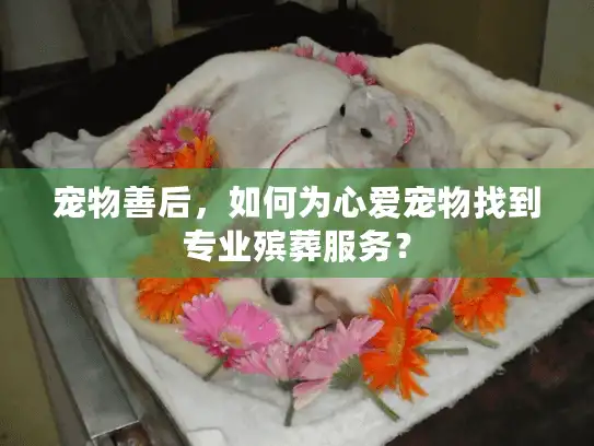 宠物善后，如何为心爱宠物找到专业殡葬服务？