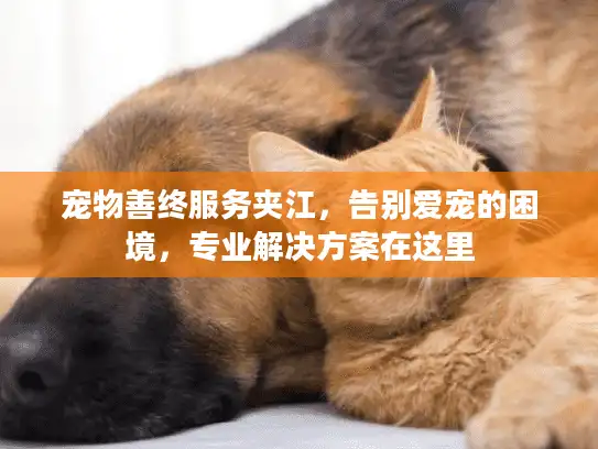 宠物善终服务夹江，告别爱宠的困境，专业解决方案在这里