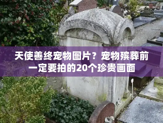 天使善终宠物图片？宠物殡葬前一定要拍的20个珍贵画面