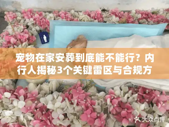 宠物在家安葬到底能不能行？内行人揭秘3个关键雷区与合规方案