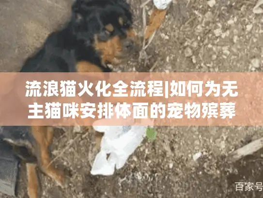 流浪猫火化全流程|如何为无主猫咪安排体面的宠物殡葬服务?