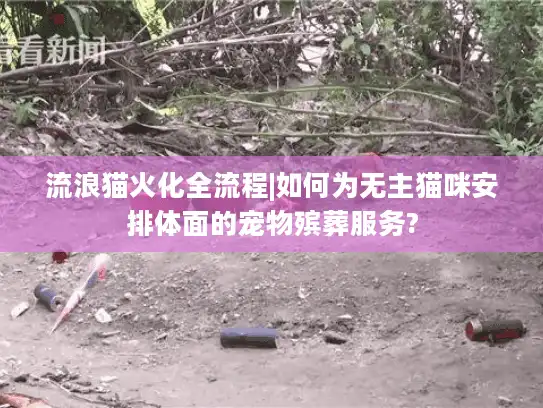 流浪猫火化全流程|如何为无主猫咪安排体面的宠物殡葬服务?