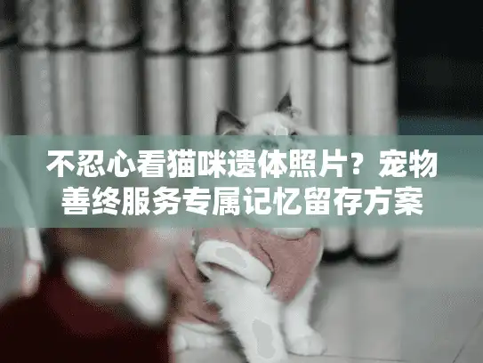 不忍心看猫咪遗体照片？宠物善终服务专属记忆留存方案