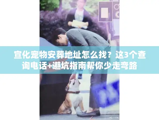 宣化宠物安葬地址怎么找？这3个查询电话+避坑指南帮你少走弯路