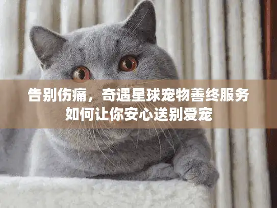 告别伤痛，奇遇星球宠物善终服务如何让你安心送别爱宠