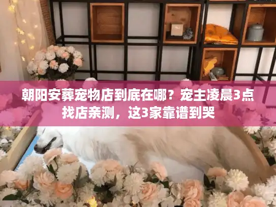朝阳安葬宠物店到底在哪？宠主凌晨3点找店亲测，这3家靠谱到哭