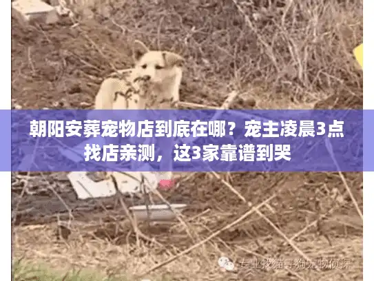 朝阳安葬宠物店到底在哪？宠主凌晨3点找店亲测，这3家靠谱到哭