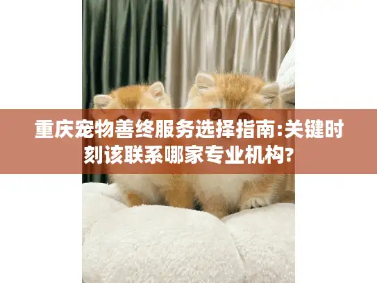 重庆宠物善终服务选择指南:关键时刻该联系哪家专业机构?