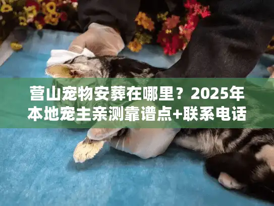 营山宠物安葬在哪里？2025年本地宠主亲测靠谱点+联系电话全整理