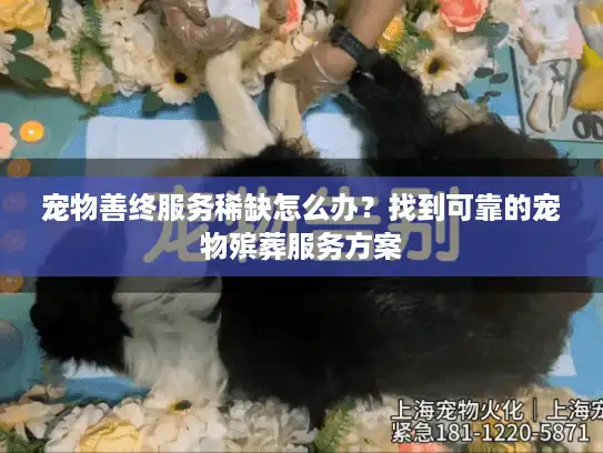 宠物善终服务稀缺怎么办？找到可靠的宠物殡葬服务方案
