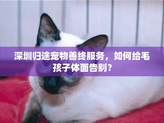 深圳归途宠物善终服务，如何给毛孩子体面告别？