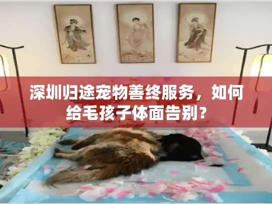 深圳归途宠物善终服务，如何给毛孩子体面告别？