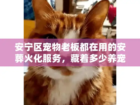 安宁区宠物老板都在用的安葬火化服务，藏着多少养宠人不知道的心细活？