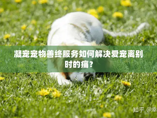 凝宠宠物善终服务如何解决爱宠离别时的痛？