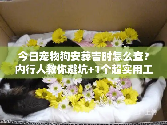 今日宠物狗安葬吉时怎么查？内行人教你避坑+1个超实用工具